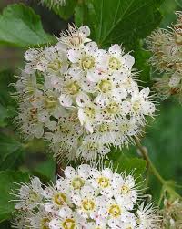 We did not find results for: Native Trees Of Indiana River Walk