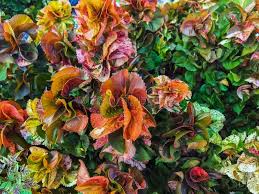 Image result for Acalypha volkensii