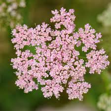 Image result for Pimpinella buchananii