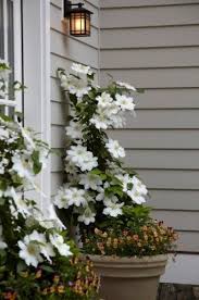 You can plant clematis in summer, but you'll need to water it more frequently to help it establish well. Clematise White Clematis Beautiful Flowers Container Plants