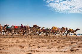 Camel race track in shahaniya. Al Shahaniya Camel Racetrack Doha Qatar Posts Facebook