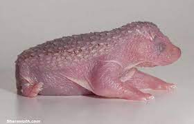Hedgehogs Newborn Animals Hedgehog Pet Baby Hedgehog
