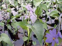 Image result for Monochoria