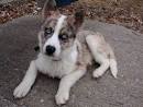 Australian Shepherd Siberian Husky Mix: Aussie Siberian ...