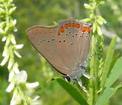 Image result for Satyrium compactum