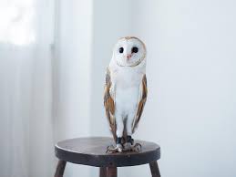 Do Owls Make Good Pets Lechuza are women who have sold their souls to the devil in exchange for magical powers. do owls make good pets