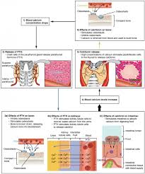 The Parathyroid Glands Anatomy And Physiology Ii