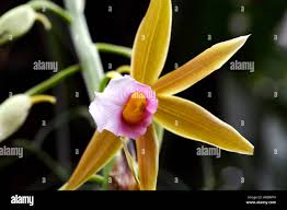 Image result for Phaius occidentalis
