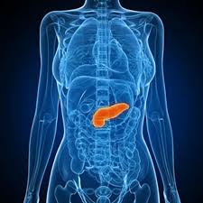 Image result for pancreas location