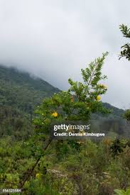 Image result for Hypericum revolutum