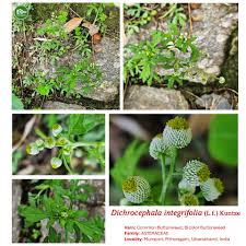 Image result for Pavetta decumbens