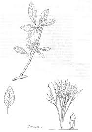 Image result for Rhamnus staddo