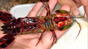 In 2007, he tragically died test. Mantis Shrimp Profile Traits Diet Vision Aquarium Seafish