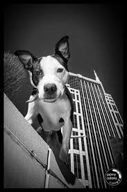 East tennessee pit bull rescue, inc. Metro Nashville Animal Care And Control Home Facebook