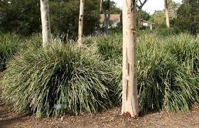 Image result for Motandra