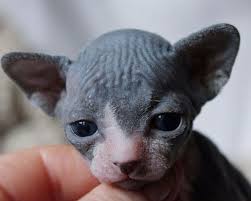 1 Month Old Sphynx Kitten Care Hairless Kitten Fluffy Cat Breeds