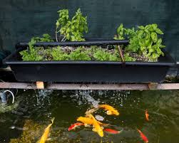 Apa Itu Aquaponik Yuk Ketahui Cara Budidayanya Di 2020 Kolam Ikan Teras Taman Hidroponik