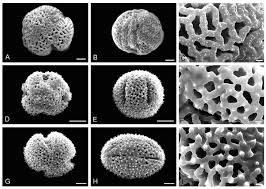 Image result for Cuscuta hyalina