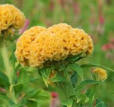 Image result for Celosia argentea