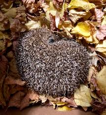 J'ai bien cru voir un hérisson dans mon jardin ce matin mais il n'avait pas l'air en forme, mais alors pas du tout. Les Herissons Ont Besoin De Vous Christina Meissner