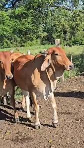 Ney Guillén (@reinel.guillen)'s videos with sonido original