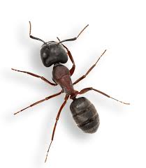 Pest control license will be given only to a science or agri graduate who also has done a certification course from premier institute such as cftri. Swat Pest Management Owensboro Pest Control Evansville Pest Control