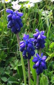 We did not find results for: 65 Fantastiche Immagini Su Fiori Selvatici Piante Selvatiche Nel 2019 Fiori Selvatici Fiori E Piante