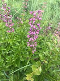 Image result for Ocimum fimbriatum