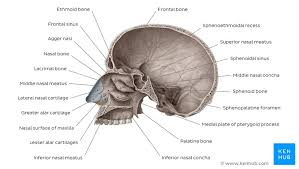 Form the bottom of the orbitals and nasal cavities, and also the roof of the mouth. Lateral Wall Of The Nasal Cavity Anatomy And Diagrams Kenhub