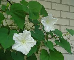 Sometimes they are planted with white datura or purple datura. Moonflowers Another Pass Along Plant Forest Garden