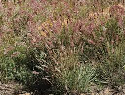Image result for Schmidtia pappophoroides