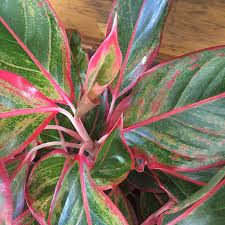 Pin On Aglaonema Plants