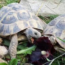 Landschildkroten Im Hunsruck Wie Alles Begann Landschildkroten Schildkrotengehege Schildkrote