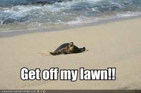 Check spelling or type a new query. I Can Has Cheezburger Get Off My Lawn Funny Animals Online Cheezburger