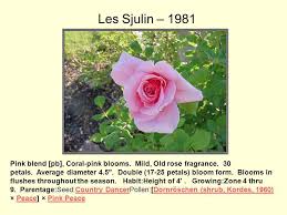 He developed a number of varieties that are excellent landscape roses because of their winter hardiness and disease resistance. The Winter Hardy Roses Of Dr Griffith J Buck Ppt Download