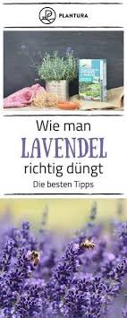 Lavendel Alles Zu Sorten Anbau Pflege Lavendel Schneiden Garten Lavendel Und Pflanzen
