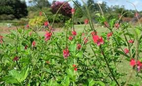 Image result for Stachytarpheta mutabilis