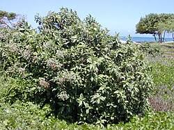 Image result for Pluchea dioscoridis