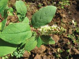 Image result for Phytolacca dodecandra