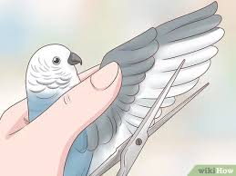 Jenis makanannya disesuaikan saja dengan burung yang sedang diincer. 6 Cara Untuk Menangkap Burung Wikihow
