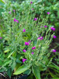 Image result for Justicia phyllostachys