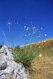 Image result for Cephalaria pungens