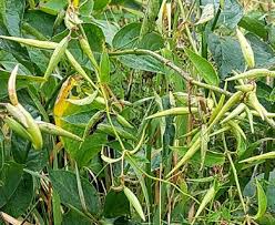 Image result for Vincetoxicum conspicuum