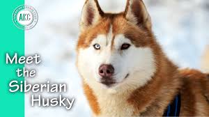 Continue to 8 of 8 below. Meet The Siberian Husky Youtube