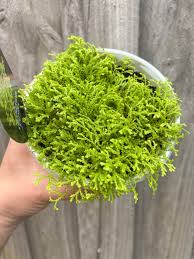 Image result for Salacia kraussii