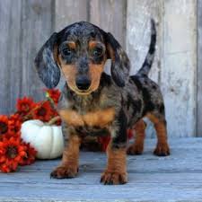 Please check out and give $10 if you can. Available Puppies Creekside K9