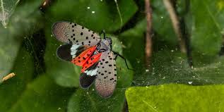Although it has two pairs of wings, it jumps more than it flies. How To Get Rid Of Spotted Lanternflies Kill Spotted Lanternfly