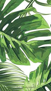 Monstera Leaf Wallpaper Background Leaf Wallpaper Leaf Background Painted Leaves
