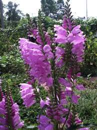 Dragons Beard Beautiful Flowers Flowers Plants