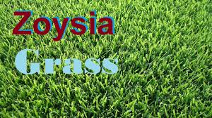 Usually dethatching with a special rake or a vertical mower helps to get rid of a thatch layer. What Grass Is That Zoysia Grass Empire Zoysia Zeon Zoysia Zoysia Lawn Youtube